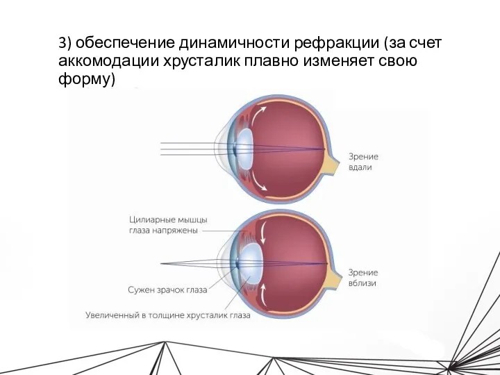 3) обеспечение динамичности рефракции (за счет аккомодации хрусталик плавно изменяет свою форму)