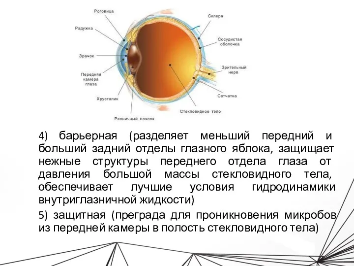 4) барьерная (разделяет меньший передний и больший задний отделы глазного яблока, защищает нежные
