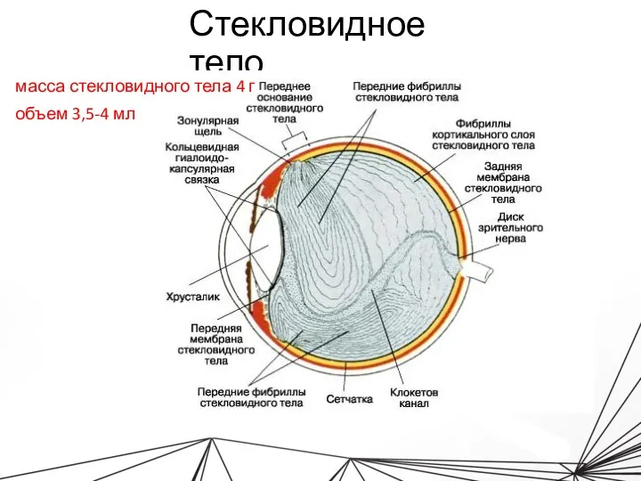 Стекловидное тело масса стекловидного тела 4 г объем 3,5-4 мл