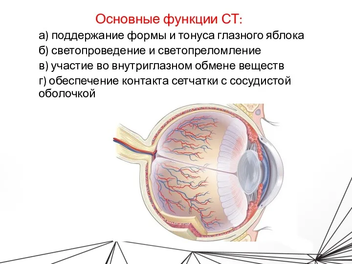 Основные функции СТ: а) поддержание формы и тонуса глазного яблока