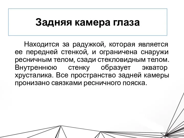 Задняя камера глаза Находится за радужкой, которая является ее передней стенкой, и ограничена