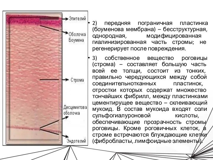 2) передняя пограничная пластинка (боуменова мембрана) – бесструктурная, однородная, модифицированная