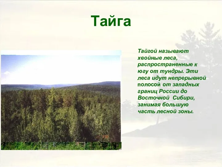 Тайга Тайгой называют хвойные леса, распространенные к югу от тундры. Эти леса идут