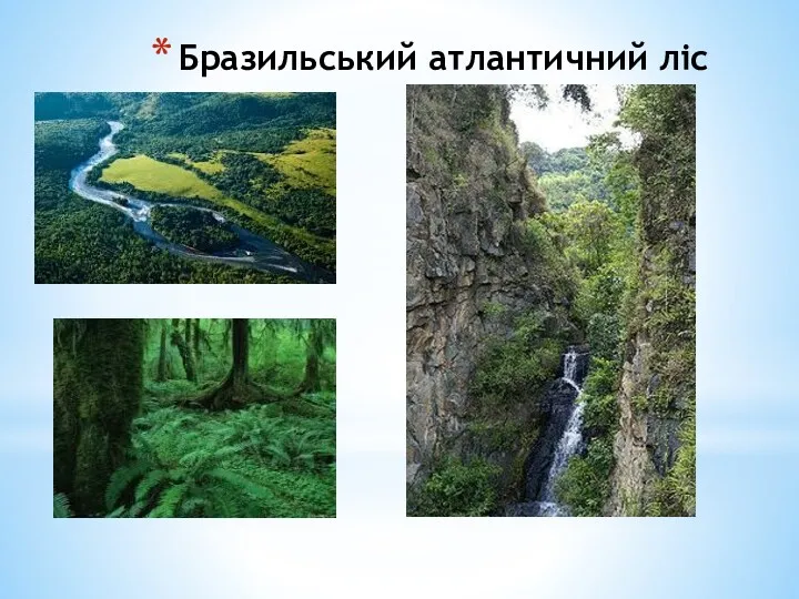 Бразильський атлантичний ліс