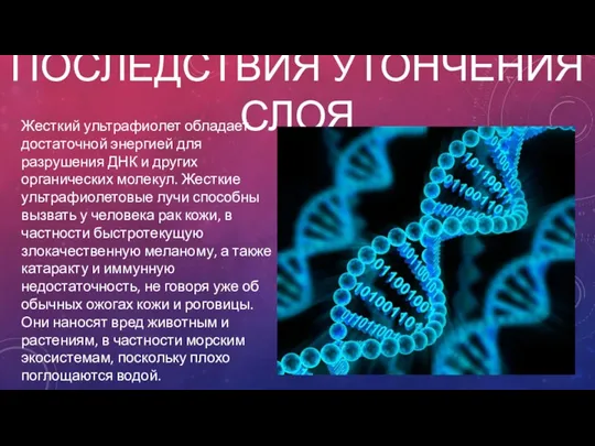 ПОСЛЕДСТВИЯ УТОНЧЕНИЯ СЛОЯ Жесткий ультрафиолет обладает достаточной энергией для разрушения ДНК и других
