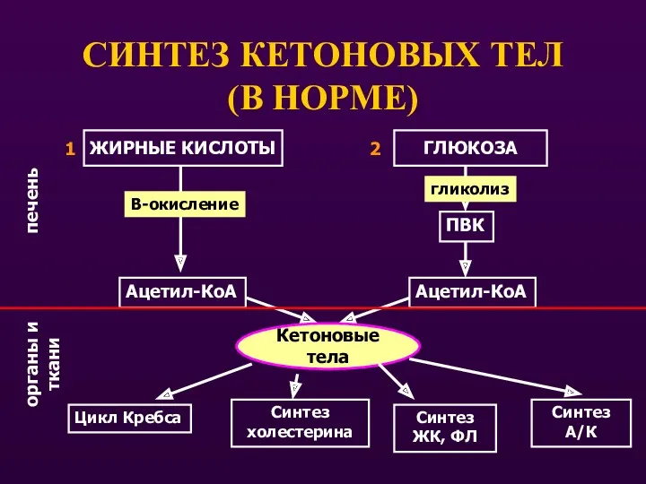 СИНТЕЗ КЕТОНОВЫХ ТЕЛ (В НОРМЕ) ЖИРНЫЕ КИСЛОТЫ ГЛЮКОЗА В-окисление гликолиз