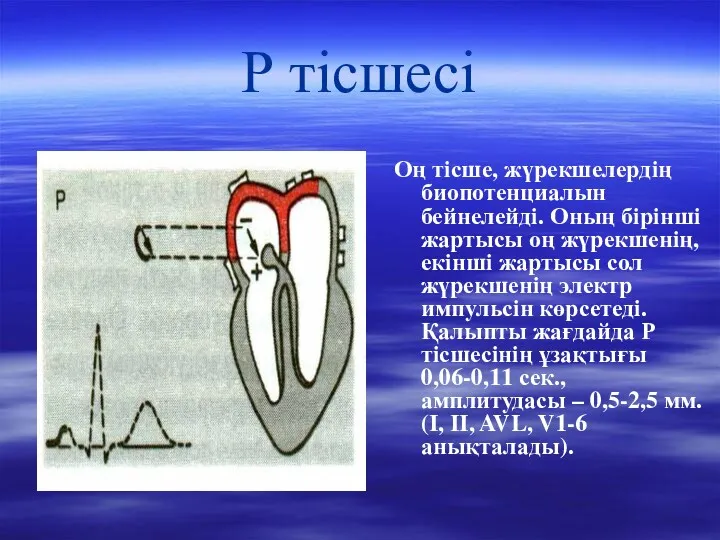 Р тісшесі Оң тісше, жүрекшелердің биопотенциалын бейнелейді. Оның бірінші жартысы