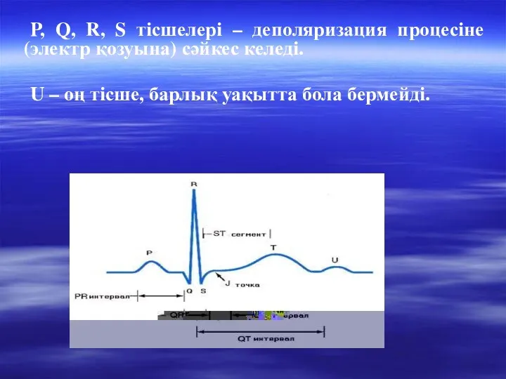 P, Q, R, S тісшелері – деполяризация процесіне (электр қозуына)