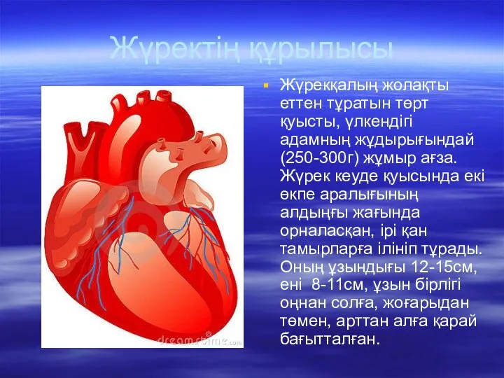 Жүректің құрылысы Жүрек­қалың жолақты еттен тұратын төрт қуысты, үлкендігі адамның