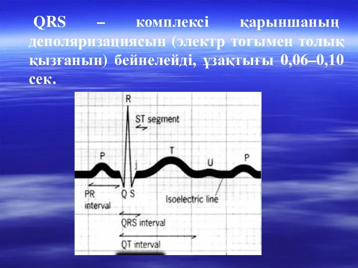 QRS – комплексі қарыншаның деполяризациясын (электр тогымен толық қызғанын) бейнелейді, ұзақтығы 0,06–0,10 сек.