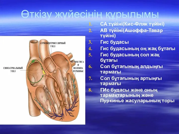 Өткізу жүйесінің құрылымы СА түйіні(Кис-Фляк түйіні) АВ түйіні(Ашоффа-Тавар түйіні) Гис