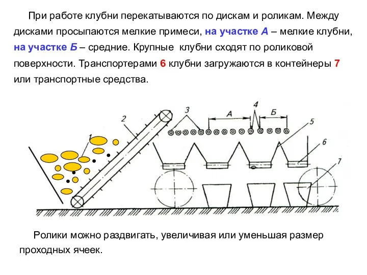 При работе клубни перекатываются по дискам и роликам. Между дисками