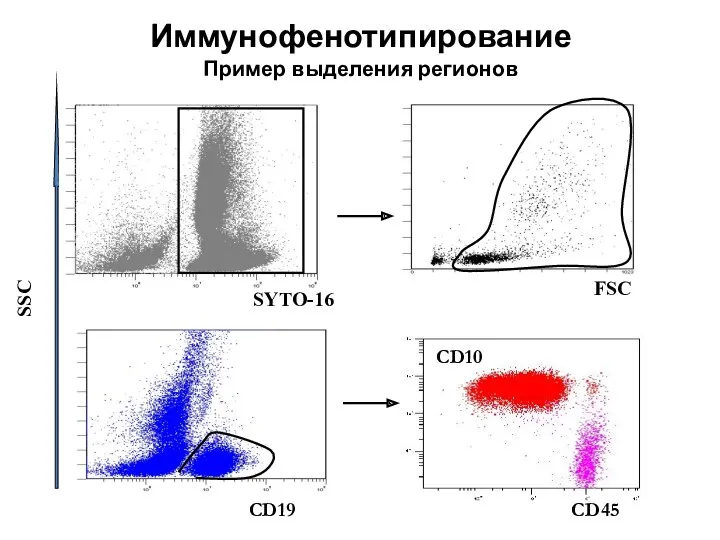 Иммунофенотипирование Пример выделения регионов CD19 SSC CD10 CD20 CD10 SYTO-16 CD45 CD10 FSC