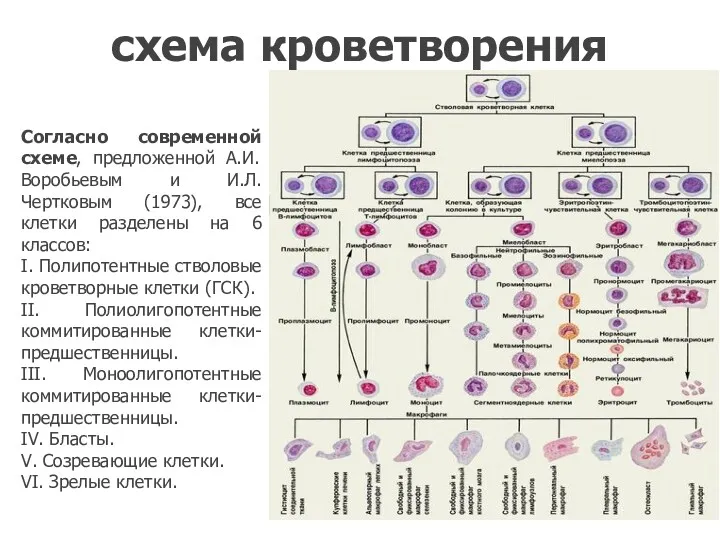 схема кроветворения Согласно современной схеме, предложенной А.И. Воробьевым и И.Л.