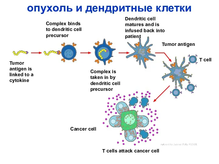опухоль и дендритные клетки Complex binds to dendritic cell precursor