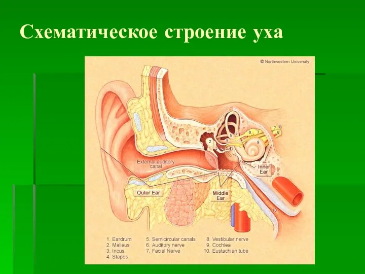 Схематическое строение уха