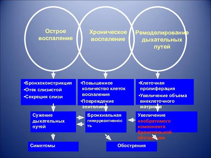 Ремоделирование дыхательных путей Повышенное количество клеток воспаления Повреждение эпителия Бронхоконстрикция