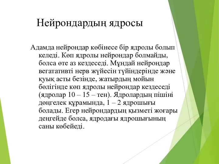 Нейрондардың ядросы Адамда нейрондар көбінесе бір ядролы болып келеді. Көп