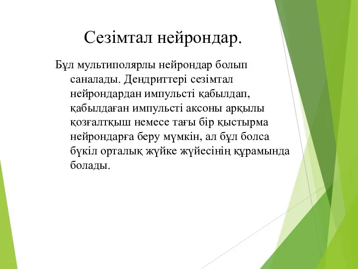 Сезімтал нейрондар. Бұл мультиполярлы нейрондар болып саналады. Дендриттері сезімтал нейрондардан