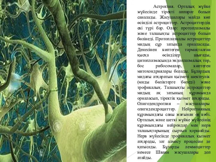 Астроглия. Орталық жүйке жүйесінде тіректі аппарат болып саналады. Жасушалары майда