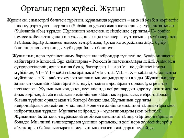 Орталық нерв жүйесі. Жұлын Жұлын екі симметрлі бөлктен тұратын, құрамында