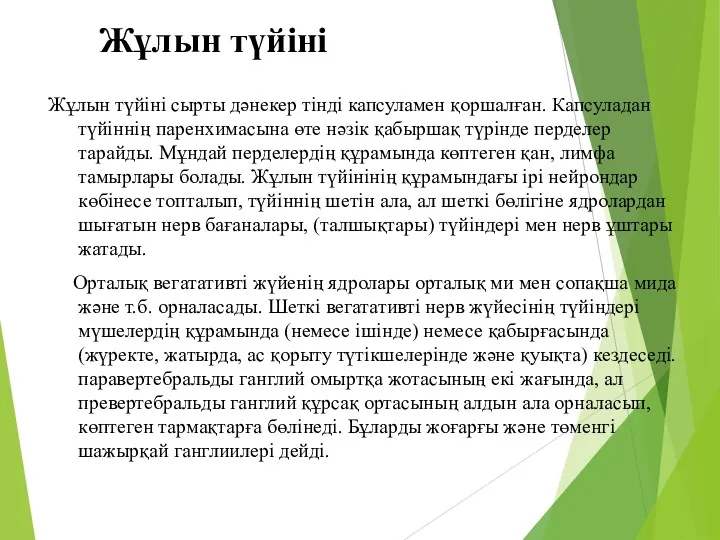 Жұлын түйіні Жұлын түйіні сырты дәнекер тінді капсуламен қоршалған. Капсуладан