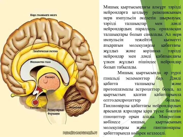 Мишық қыртысындағы алмұрт тәрізді нейрондарға қоздыру реакциясының нерв импульсін әкелетін