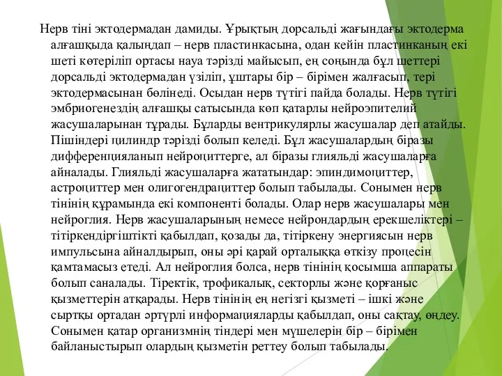 Нерв тіні эктодермадан дамиды. Ұрықтың дорсальді жағындағы эктодерма алғашқыда қалыңдап