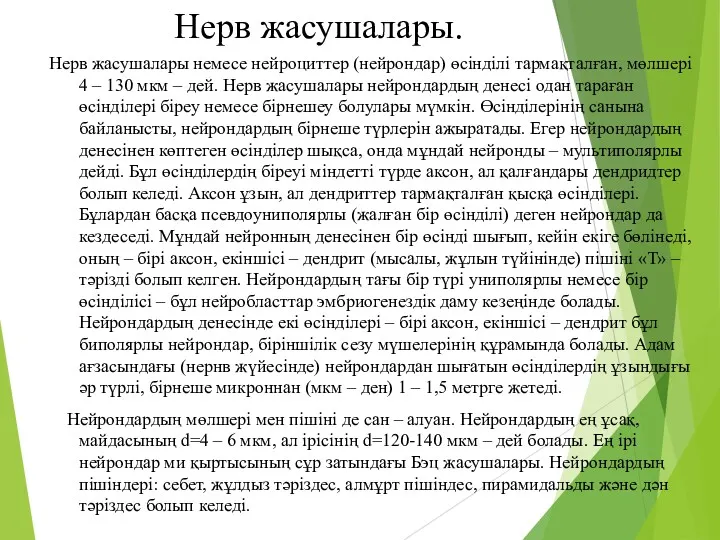 Нерв жасушалары. Нерв жасушалары немесе нейроциттер (нейрондар) өсінділі тармақталған, мөлшері