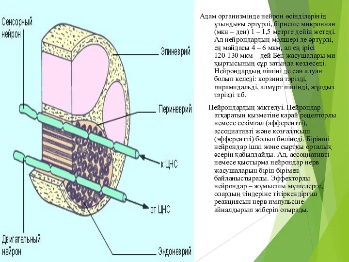 Адам организмінде нейрон өсінділерінің ұзындығы әртүрлі, бірнеше микроннан (мкн –