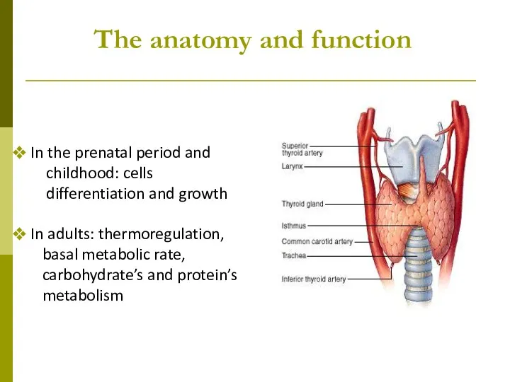The anatomy and function In the prenatal period and childhood: cells differentiation and