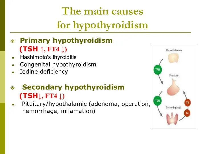 The main causes for hypothyroidism Primary hypothyroidism (TSH ↑, FT4 ↓) Hashimoto's thyroiditis