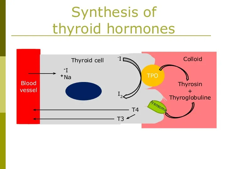 Blood vessel Thyroid cell I- Na+ TPO I- I2 Thyrosin + Thyroglobuline lysosome