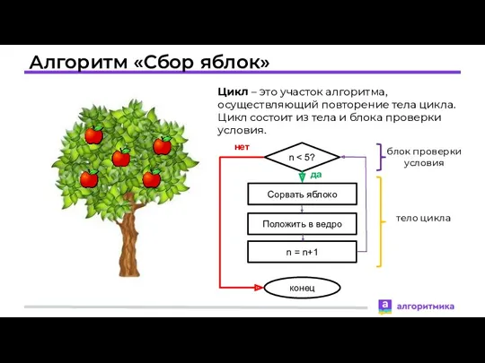 Алгоритм «Сбор яблок» Цикл – это участок алгоритма, осуществляющий повторение