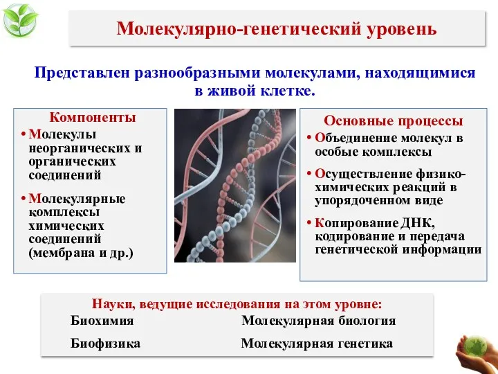 Молекулярно-генетический уровень Представлен разнообразными молекулами, находящимися в живой клетке. Компоненты