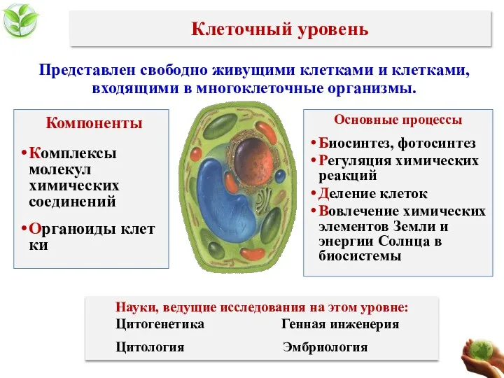 Клеточный уровень Представлен свободно живущими клетками и клетками, входящими в