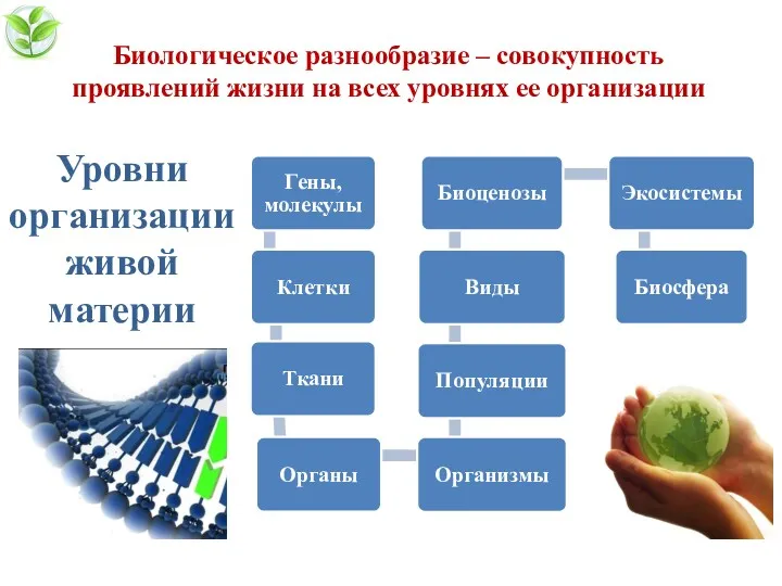 Биологическое разнообразие – совокупность проявлений жизни на всех уровнях ее организации Уровни организации живой материи