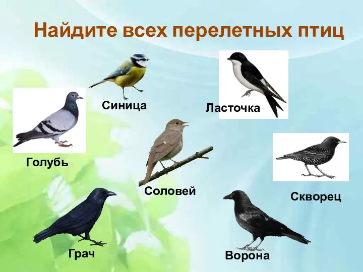 Найдите всех перелетных птиц Голубь Синица Ласточка Грач Ворона Соловей Скворец