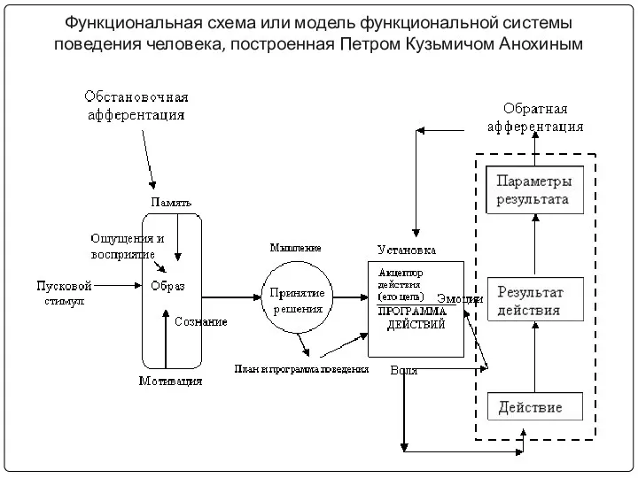 Функциональная схема или модель функциональной системы поведения человека, построенная Петром Кузьмичом Анохиным