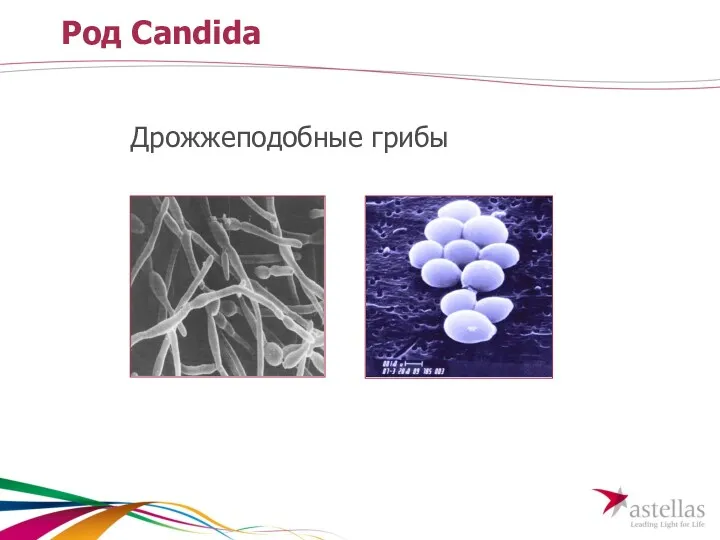 Род Candida Дрожжеподобные грибы