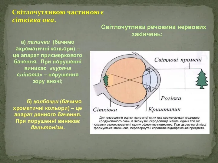 Світлочутливою частиною є сітківка ока. Світлочутлива речовина нервових закінчень: а) палички (бачимо ахроматичні