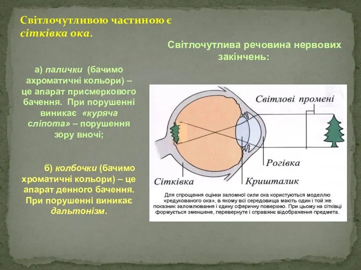 Світлочутливою частиною є сітківка ока. Світлочутлива речовина нервових закінчень: а)