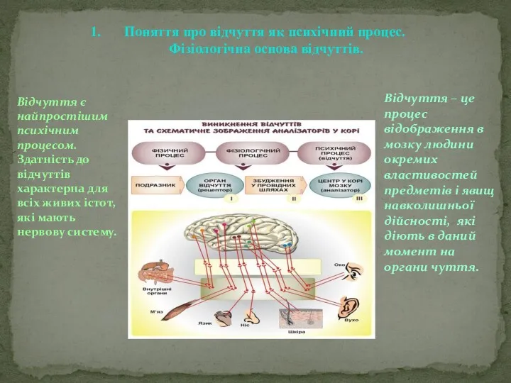 Поняття про відчуття як психічний процес. Фізіологічна основа відчуттів. Відчуття є найпростішим психічним