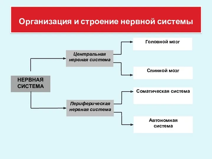 Организация и строение нервной системы