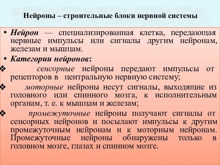 Нейроны – строительные блоки нервной системы Нейрон — специализированная клетка,