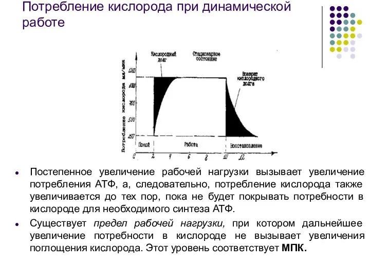 Потребление кислорода при динамической работе Постепенное увеличение рабочей нагрузки вызывает