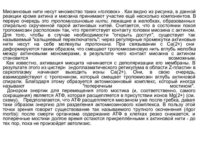 Миозиновые нити несут множество таких «головок» . Как видно из