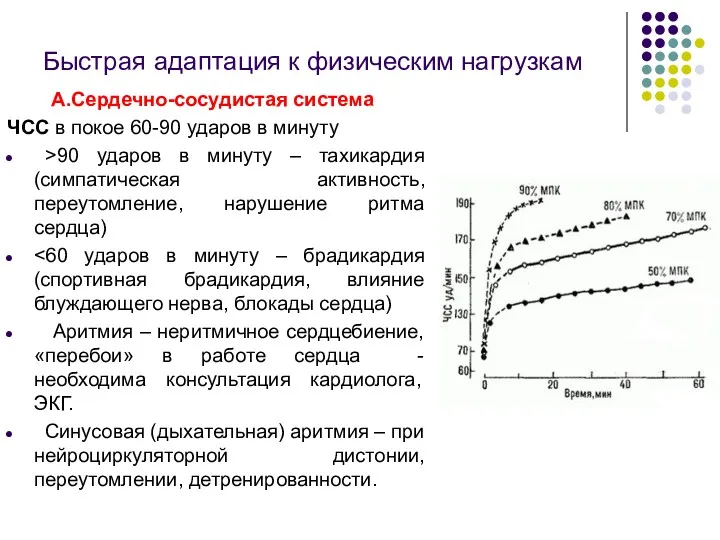 Быстрая адаптация к физическим нагрузкам А.Сердечно-сосудистая система ЧСС в покое