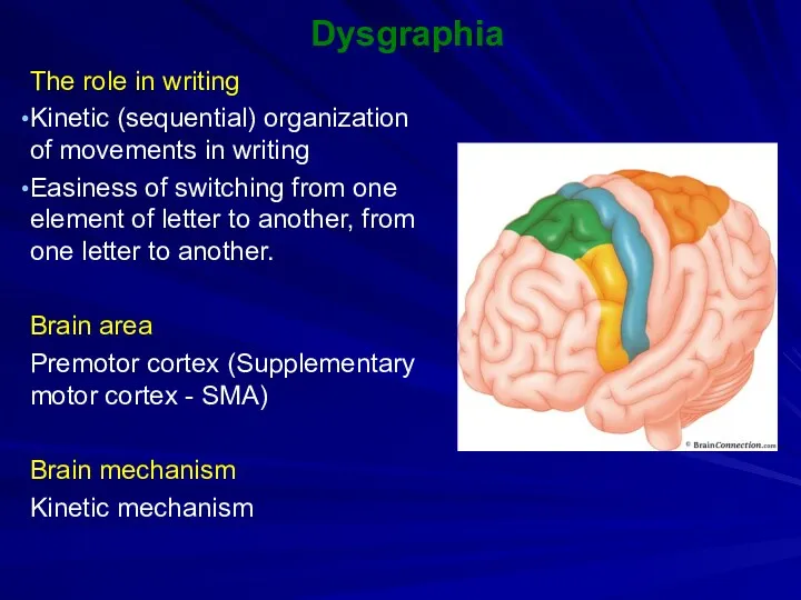 Dysgraphia The role in writing Kinetic (sequential) organization of movements in writing Easiness