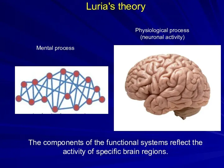 Luria's theory Mental process Physiological process (neuronal activity) The components of the functional